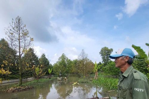 Triều cường 'tấn công' sầu riêng, nhà vườn lao đao