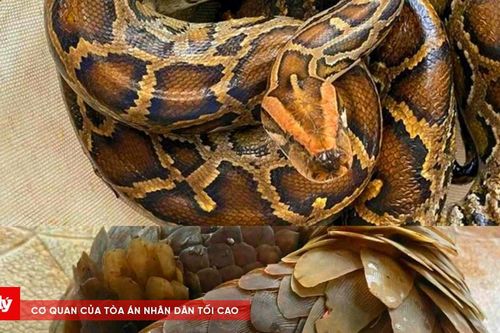 Người dân giao nộp trăn, tê tê thả về tự nhiên