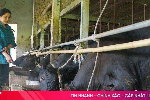 Nông dân 'kích hoạt' phòng, chống rét cho gia súc, gia cầm
