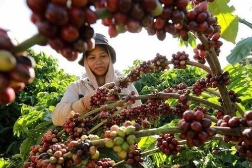 Chính sách thuế mới của Mỹ làm lệch dòng chảy càphê toàn cầu