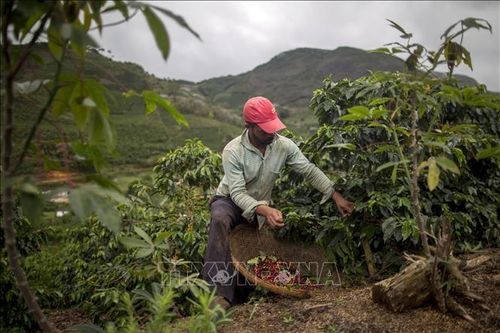 Mỹ dỡ thuế cà phê nhập khẩu, Brazil chịu thiệt nặng