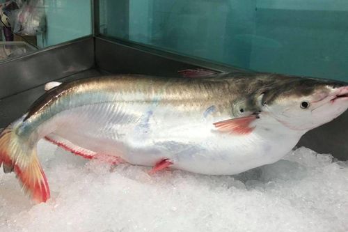 Loài cá với cái tên mỹ miều, nông dân miền Tây hốt bạc khi đến vụ thu hoạch