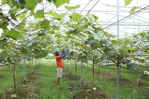 Sản xuất nông nghiệp gắn với bảo vệ môi trường