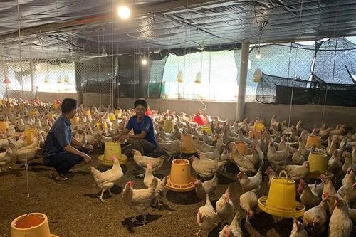 Tái khởi động ngành chăn nuôi sau bão lũ