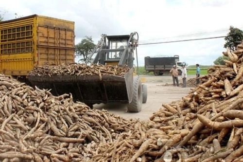 Xuất khẩu sắn vượt 1 tỷ USD, nhưng thiếu tính bền vững