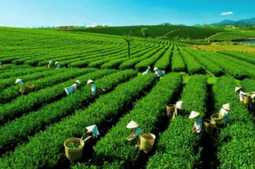 Xuất khẩu chè giảm nhưng vẫn ghi nhận điểm sáng từ thị trường Thái Lan