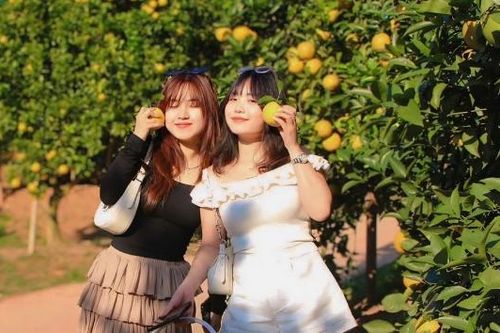 Mê mẩn vườn cam bạc tỷ ở Kiên Lao (Bắc Ninh)