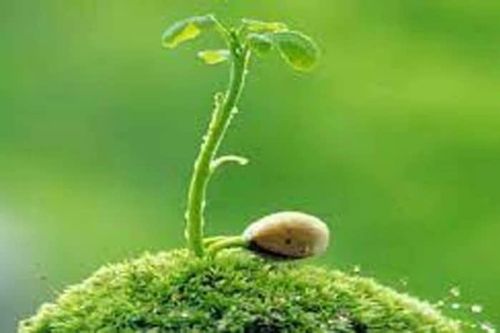 Hạnh phúc nảy mầm từ những trang sách