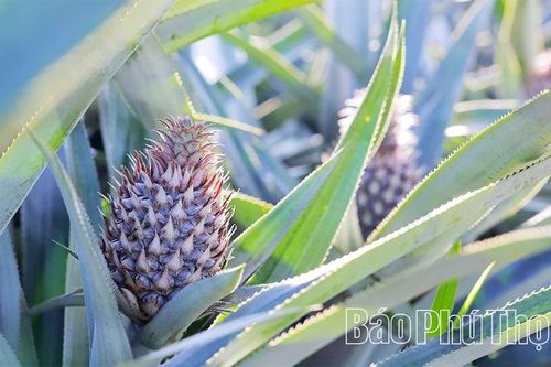 Đất cằn mùa quả ngọt