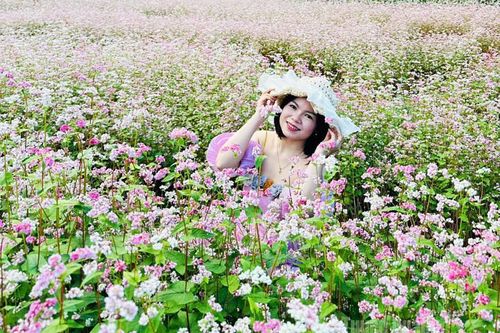 Xã Đồng Văn trồng trên 40 ha Tam giác mạch phục vụ Lễ hội năm 2025