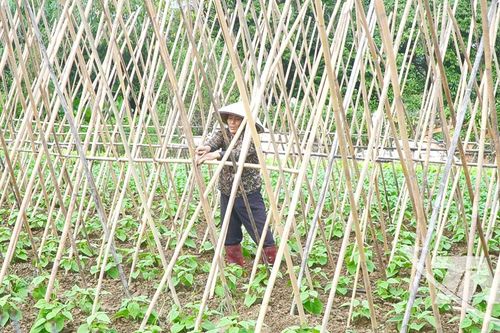 'Chạy nước rút' sản xuất vụ đông