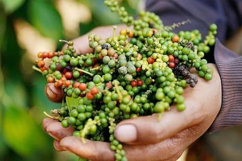 Giá tiêu hôm nay 18/11: Xuất khẩu Việt Nam bứt phá 1,4 tỷ USD chỉ trong 10 tháng