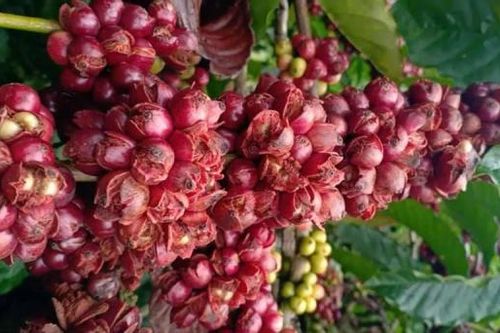 Người trồng cà phê bất lực nhìn quả rụng đỏ gốc dưới những cơn mưa kéo dài