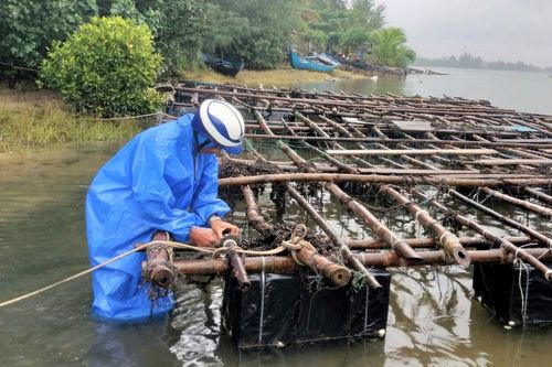 Người nuôi hàu bên sông Trường Giang trắng tay sau lũ