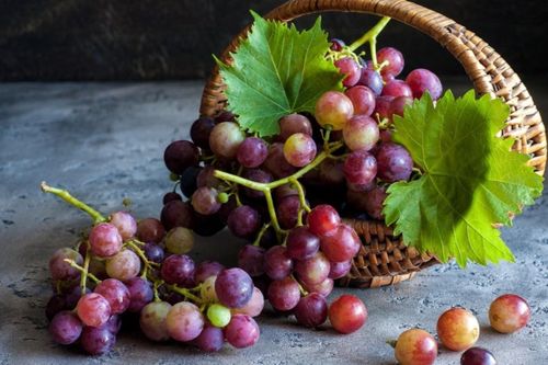 Tin mừng cho người thích ăn nho