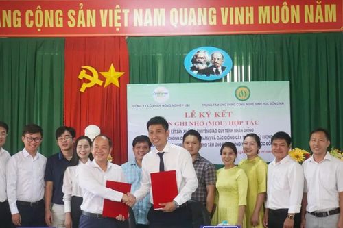 Đồng Nai: Hợp tác với Unifarm nhân giống chuối chống bệnh Panama
