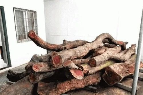 Tận thấy loại gỗ xưa làm củi đun nay giá 50 tỷ đồng