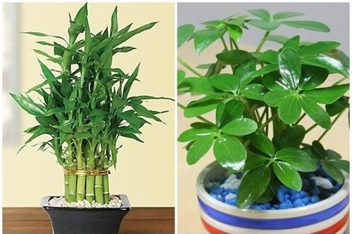 5 loại cây phong thủy hút tài lộc vào nhà 'như nước lũ'