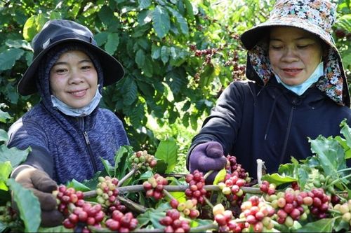 Xây dựng Thương hiệu quốc gia, đưa Việt Nam trở thành điểm đến của những người yêu cà phê Robusta