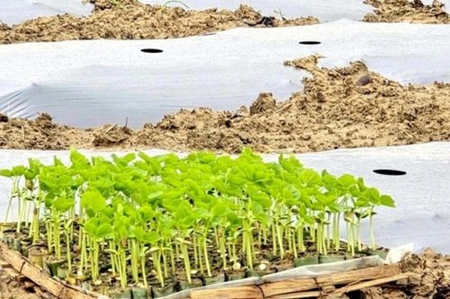 TP. Đà Nẵng: Vượt khó do thiên tai, người nông dân làng rau Bàu Tròn khôi phục vụ Tết Nguyên đán