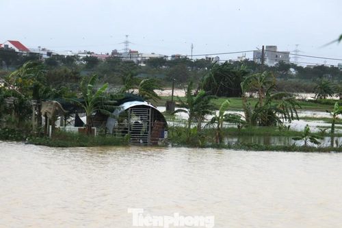 Làng rau thất thủ