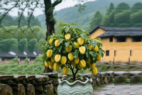 Cách trồng và ý nghĩa phong thủy của cây khế trồng trong nhà