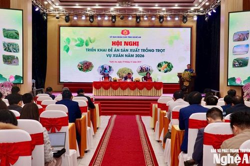 Vụ Xuân 2026, Nghệ An phấn đấu đạt trên 700.000 tấn lương thực