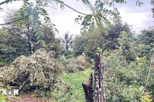 Gần 30 hộ dân bị ảnh hưởng bởi trận dông lốc ở Cần Thơ