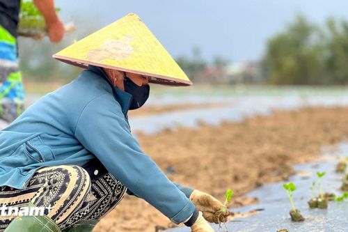 Làng rau Bàu Tròn hồi sinh sau 3 lần mất trắng vì lũ dữ miền Trung
