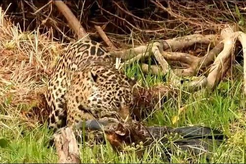 Báo đốm lao xuống sông đoạt mạng cá sấu caiman 'khủng'