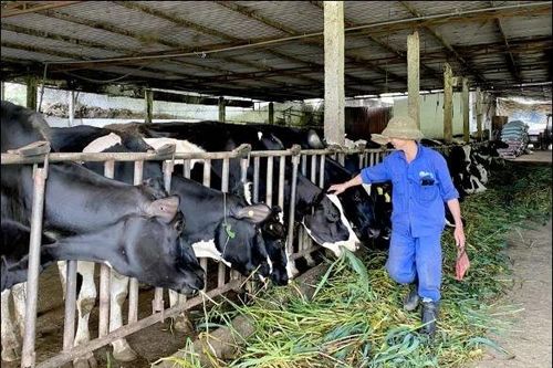 Gần 133,8 tỷ đồng phát triển chăn nuôi bò sữa tại các xã trọng điểm ở Lâm Đồng