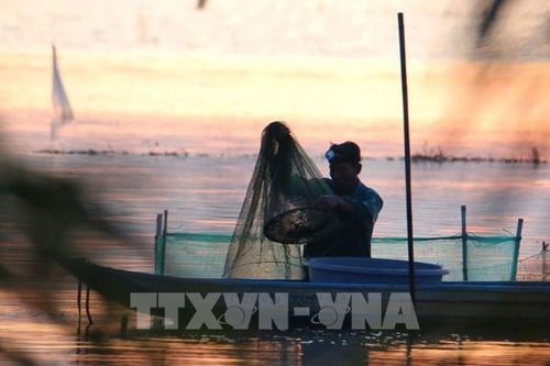 Trù phú mùa cá đồng ở Cần Thơ sau nhiều năm 'đói' lũ