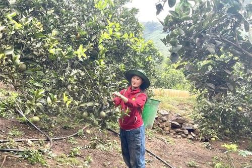 Cây cam ở bản người Dao Hạ Sơn