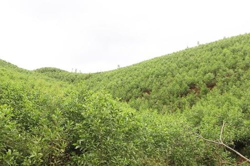 Bắc Ninh: Phát triển giá trị đa dụng của hệ sinh thái rừng đến năm 2030, tầm nhìn đến năm 2050