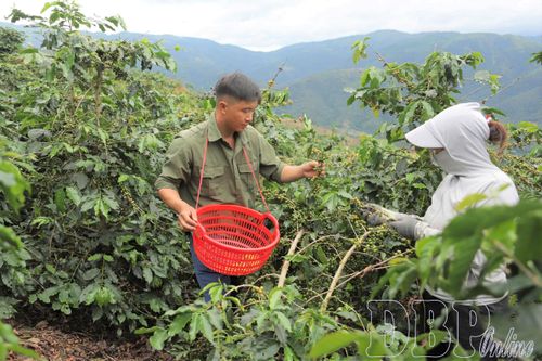 Quài Tở tái cơ cấu nông nghiệp