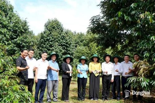 Tiếp tục hỗ trợ, hướng dẫn để quản lý và duy trì mã vùng trồng tại xã Bình Tân