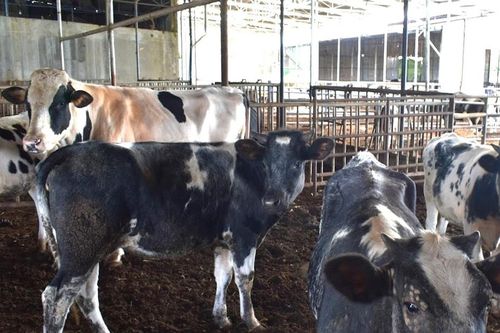 Gần 133,8 tỷ đồng phát triển chăn nuôi bò sữa tại các xã trọng điểm