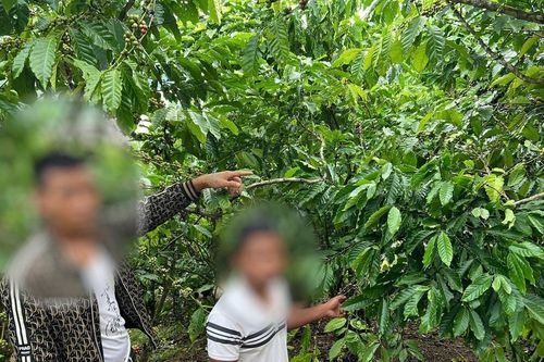 Công an xã Bảo Lâm 3 bắt các đối tượng hái trộm cà phê