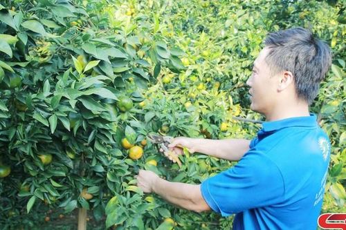 Đa dạng mô hình kinh tế tại xã Đoàn Kết