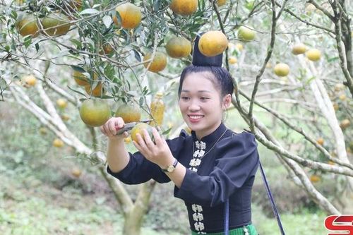 Sốp Cộp vào vụ thu hoạch cam