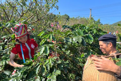 Chiềng An (Sơn La) – Hành trình kiến tạo kinh tế xanh từ cà phê Arabica đặc sản