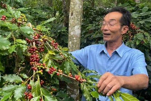 Đòn bẩy công nghệ đưa hạt cà phê của HTX vươn tầm quốc tế