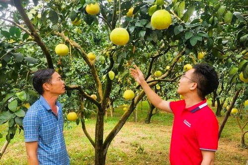 Tín dụng xanh mở lối cho sản xuất bền vững