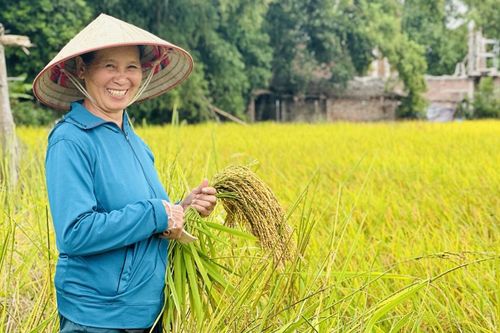 Mùa lúa nếp