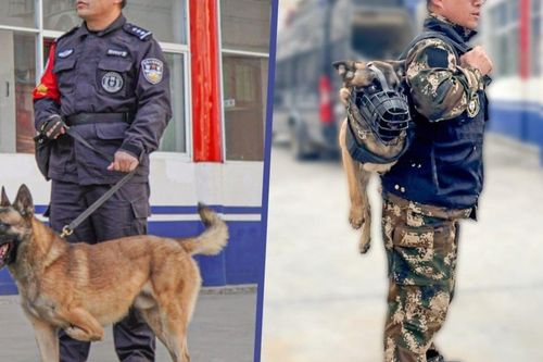 Từng bị đề nghị tiêu hủy, chú chó ba chân giờ thành cảnh khuyển khiến dân mạng cảm động