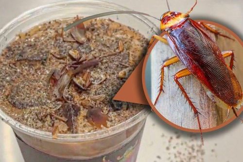 Độc lạ cà phê... gián