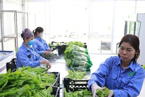 Hà Nội kiểm soát chặt thuốc bảo vệ thực vật:Hướng tới nền nông nghiệp xanh, an toàn