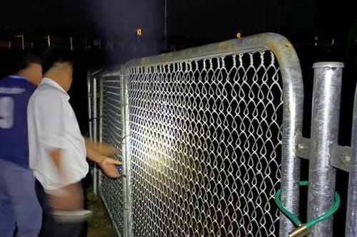 Bò đi vào cao tốc, chủ đầu tư cảnh báo và yêu cầu xử lý việc tự ý phá hàng rào