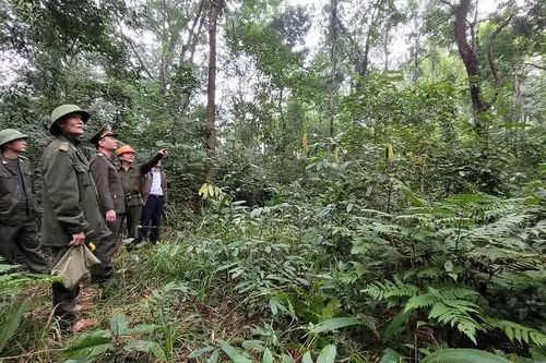 Bài 1: Hà Tĩnh tập trung nguồn lực trồng rừng FSC