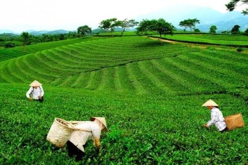 Nhịp chuyển động mới trên những vùng chè Phú Thọ